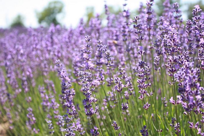 English, not French, lavender gives this new ice cream its delicious flavour. (Photo: Hatch Creative)