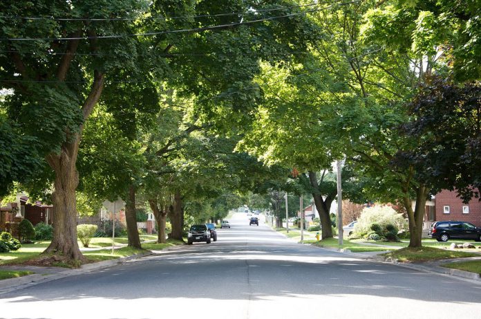One of the beautiful tree-lined streets of Peterborough (photo: Pat Trudeau)