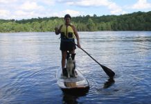 Jeannine Taylor SUPing with her border collie Tess (photo: kawarthaNOW)