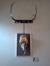 Incorporating real wild animal skulls, ornamental plaques, and lighting fixtures, Tedd's work both welcomes viewers and might haunt them