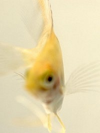 Yellow II: contemplating how the fish is also observing you (photo: Roz Hermant)