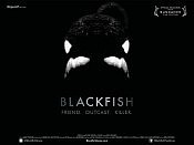  Black Fish explores the sea-park industry and the pressures placed on animals held captive for human entertainment.
