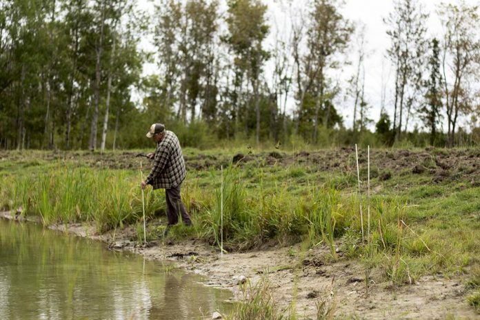 Bob Irvine of Rocky Lane Farm in Lakefield is seen working on a pollinator planting project last fall with that was undertaken in partnership with the Kawartha Farm Stewardship Collaborative. The project saw pollinator plants added to surround a pond installation. (photo: Matt Higgs)