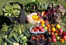 Having a successful garden and harvesting a bounty of fresh produce requires planning long before the shovel hits the ground. Knowing what to plant, how much to plant, and where to plant it are all important steps in the planning process.