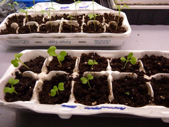 When it comes to starting seeds indoors, pretty much anything can be used for a container, like these egg cartons. Now is time to start deciding what seeds you want to start and where you're going to source them. (photo: University of Maryland Extension)