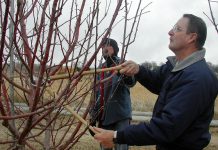 Late winter and early spring are some of the best times to prune fruit trees. Pruning ensures the trees produce larger fruit and keeps the tree smaller, making harvesting easier. (photo: Kevin Robinson-Avila, New Mexico State University)