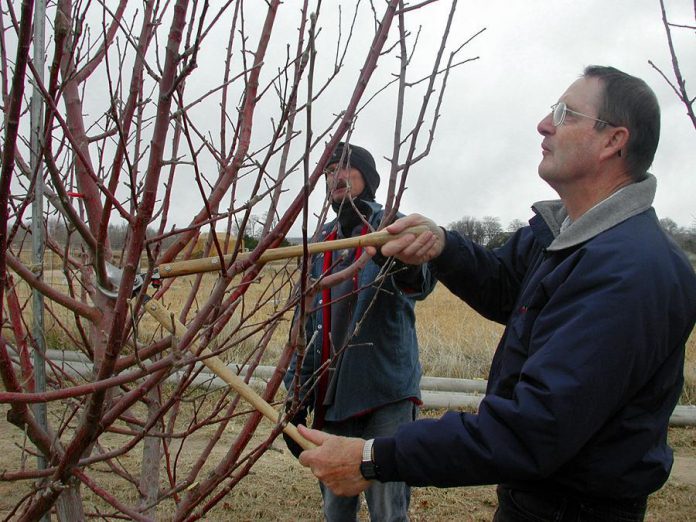 Late winter and early spring are some of the best times to prune fruit trees. Pruning ensures the trees produce larger fruit and keeps the tree smaller, making harvesting easier. (photo: Kevin Robinson-Avila, New Mexico State University)