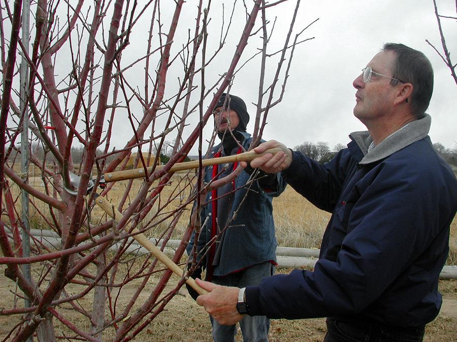 Pruning Of Fruit Trees : Summer Fruit Tree Pruning Workshop - Horticulture Centre ... - Maybe you would like to learn more about one of these?