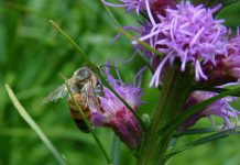 Bees, like this honeybee at GreenUP Ecology Park, have become increasingly scarce in recent years; we can help bees and other pollinators by planting native plants, providing habitat, and reducing pesticide use (photo: Peterborough GreenUP)