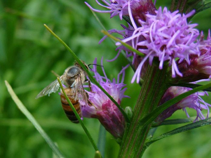 Bees, like this honeybee at GreenUP Ecology Park, have become increasingly scarce in recent years; we can help bees and other pollinators by planting native plants, providing habitat, and reducing pesticide use (photo: Peterborough GreenUP)