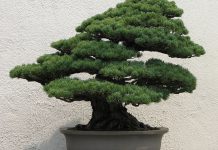 A Japanese White Pine bonsai on display at the National Bonsai & Penjing Museum at the United States National Arboretum (photo: Sage Ross)
