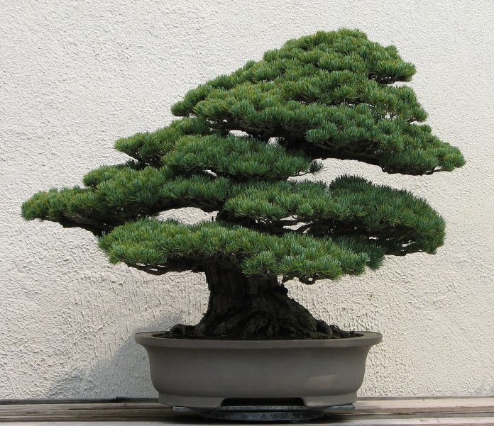 A Japanese White Pine bonsai on display at the National Bonsai & Penjing Museum at the United States National Arboretum (photo: Sage Ross)