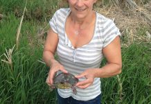 A year after Chloë Black found the injured painted turtle "Shelly", the Kawartha Turtle Trauma Centre invited her to release the rehabilitated turtle — along with her six babies — back into the wild (photo: Al Black)