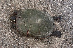 Chloë found Shelly by the side of the road in June 2013; with its cracked shell, the painted turtle has clearly been run over by a car (photo: Chloë Black)