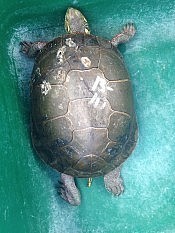 Shelly with her healed shell, courtesy of the Kawartha Turtle Trauma Centre (photo: Al Black)