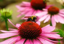 Bee-friendly flowers like liatris and purple cone flower (echinacea) are just two of many species that can be added to your backyard to help pollinators (photo: ForestWander Nature Photography)