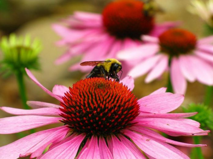 Bee-friendly flowers like liatris and purple cone flower (echinacea) are just two of many species that can be added to your backyard to help pollinators (photo: ForestWander Nature Photography)