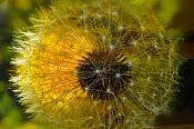 In this detail of a photo of a dandelion, Steven Leak's careful attention to smaller things reveals a vastness of its own (photo: Michael Fazackerley)