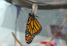 After emerging from their chrysalis, monarch butterflies need time to rest and allow for their wings to strengthen and dry. Three or four hours later, they'll be flying in search of nectar-rich flowers. (Photo: Peterborough GreenUP).