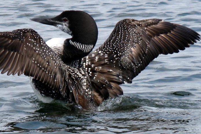 According to Audubon's Birds and Climate Change Report, the common loon may disappear from its traditional territory by the end of this century as a result of global warming (photo: Kirk Doughty)