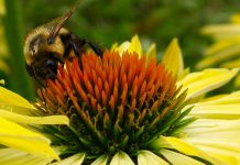 Bees and other pollinators are disappearing at an alarming rate. Providing bee-friendly habitat in your own backyard is just one of many ways you can help reverse their decline.