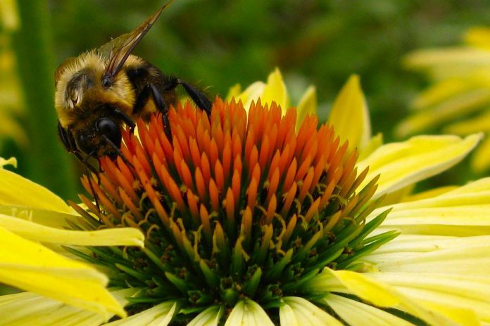 Bees and other pollinators are disappearing at an alarming rate. Providing bee-friendly habitat in your own backyard is just one of many ways you can help reverse their decline.