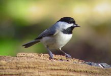 Black-capped chickadees are one of the most common birds spotted at local bird feeders. Counting numbers of this species and others helps scientists to learn more about winter bird populations and movements across North America. (Photo: Errol Taskin/Project FeederWatch).