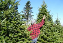 Real Christmas trees are always a better choice over the store-bought plastic fakes. Once Christmas is over, the tree can be left out for collection by the city where it will chipped and turned into mulch. (Photo: Wikipedia.)