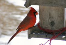 Northern Cardinals, which are often spotted in the Peterborough area, are frequent visitors to bird feeders if the correct seed is provided. They enjoy white millet, cracked corn, safflower and sunflower seeds. (Supplied photo)
