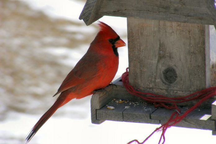 Northern Cardinals, which are often spotted in the Peterborough area, are frequent visitors to bird feeders if the correct seed is provided. They enjoy white millet, cracked corn, safflower and sunflower seeds. (Supplied photo)