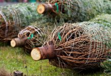 When it comes to choosing which Christmas trees have a smaller environmental impact, real trees always come out ahead. They're completely biodegradable, provide shelter and habitat for wildlife and help clean our air.