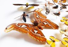 In "Pest", artist Amy Swartz combines her insect specimens and incorporates various heads and limbs from toys and figurines. The resulting hybrids are at turns curious, whimsical, beautiful, and disturbing to behold. (Photo courtesy of Artspace.)