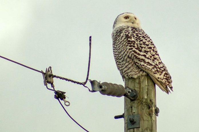 Increasing numbers of snowy owls have been popping up in southern Ontario in recent weeks. Scientists say that an abundance of prey in the bird's northern breeding areas is the reason behind the bird's southward expansion. (Photo: Spencer Sills)