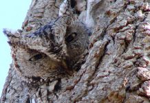 Nocturnal birds, the Eastern Screech-owl avoids detection by camouflaging itself amongst the bark of deciduous trees (photo: Wikipedia)