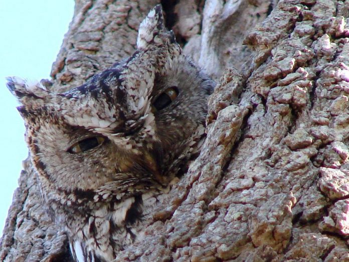 Nocturnal birds, the Eastern Screech-owl avoids detection by camouflaging itself amongst the bark of deciduous trees (photo: Wikipedia)