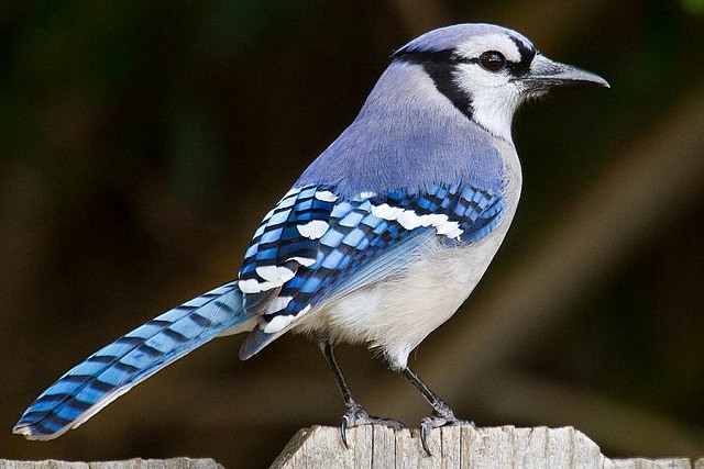 The migratory behaviour of the Blue Jay is somewhat of a mystery: some remain in Ontario throughout the winter months while others migrate farther south (photo: Mark Eden)