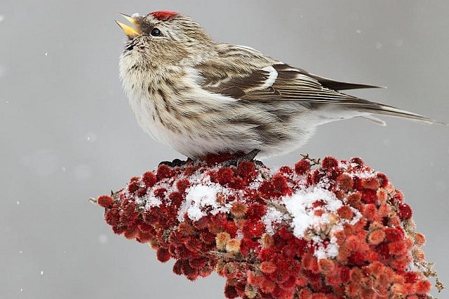 Audubon Chief Scientist Gary Langham says participants should be on the lookout for larger numbers of redpolls, who are moving south due to failing pine cone seed crops in the far north of Canada (photo: Missy Mandel)