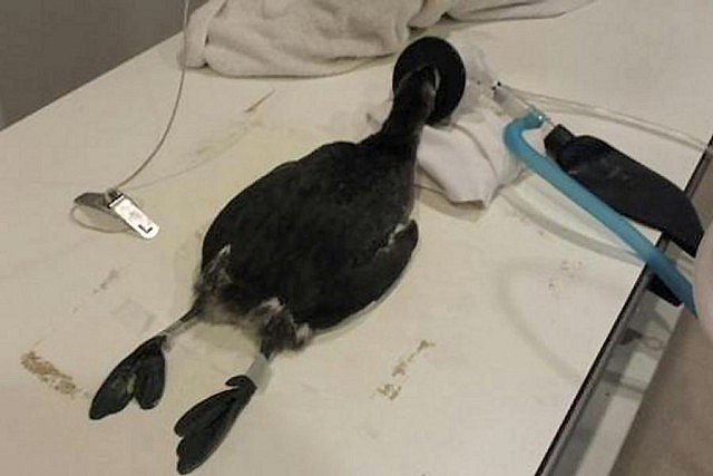 This winter's drastic effect on the grebe, a smaller cousin of the loon, reminds us of the ecological importance of the Great Lakes. Grebes have been unable to find open water to land on the frozen Great Lakes and are literally dropping from the sky in exhaustion. Wildlife rescue organizations are taking in injured grebes every day, like this one under anesthesia for an x-ray. (Photo: Toronto Wildlife Centre)