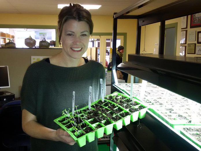 GreenUp's Karen Elcombe holds seedlings that were planted just days ago. Now's the time to test seeds for germination to ensure you're ready to hit the ground running when it's time to plant in the spring. (Photo courtesy of Peterborough GreenUP)