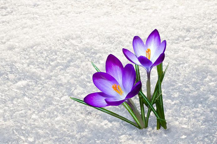 We aren't likely to see flowers anytime soon, but spring does officially arrive on Friday, March 20th at 6:45 p.m.