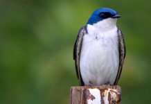 Songbirds like the tree swallow are in serious decline across North America. With billions falling victim to cats, windows, light pollution, and other human obstacles, we need to do whatever we can to save the birds while we still can.
