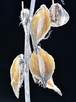 "Zhaabozigan" (common milkweed) in winter at Jackson Park in Peterborough (photo: Georgie Horton-Baptiste)
