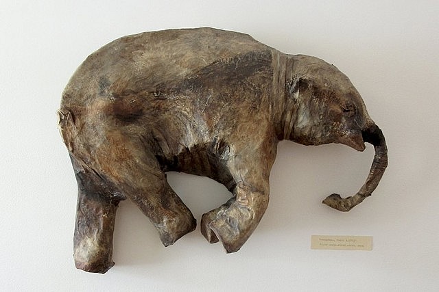 This simulation of an Ice Age baby woolly mammoth that appeared suddenly on a Siberian riverbank in 2007 is remarkably wrought of simple materials (photo courtesy of Paulo Fortin at Evans Contemporary)
