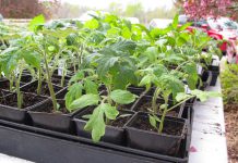 There's something for everyone at the annual GreenUP Ecology Park Plant Sale that runs from noon to 4 p.m. on Sunday. The sale features a wide selection of native plants, trees, shrubs and vegetable seedlings available for purchase, with all funds raised supporting the park. (Photo: tomatoheadquarters.com)