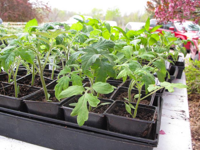 There's something for everyone at the annual GreenUP Ecology Park Plant Sale that runs from noon to 4 p.m. on Sunday. The sale features a wide selection of native plants, trees, shrubs and vegetable seedlings available for purchase, with all funds raised supporting the park. (Photo: tomatoheadquarters.com)