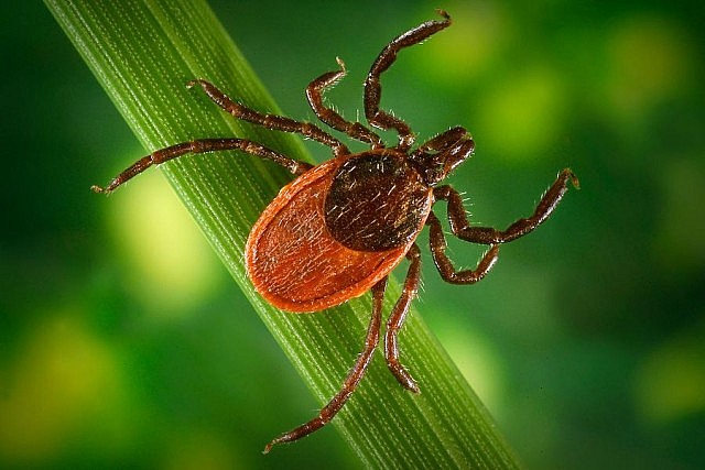 Blacklegged ticks, also known as deer ticks, are known to transmit Lyme disease (photo: U.S. Centers for Disease Control and Prevention)