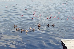 Peterborough Dragon Boat Festival 47