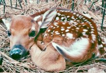 The Lindsay family came across this fawn while they were trying to save a gosling with a broken leg (photo by Chris Lindsay)