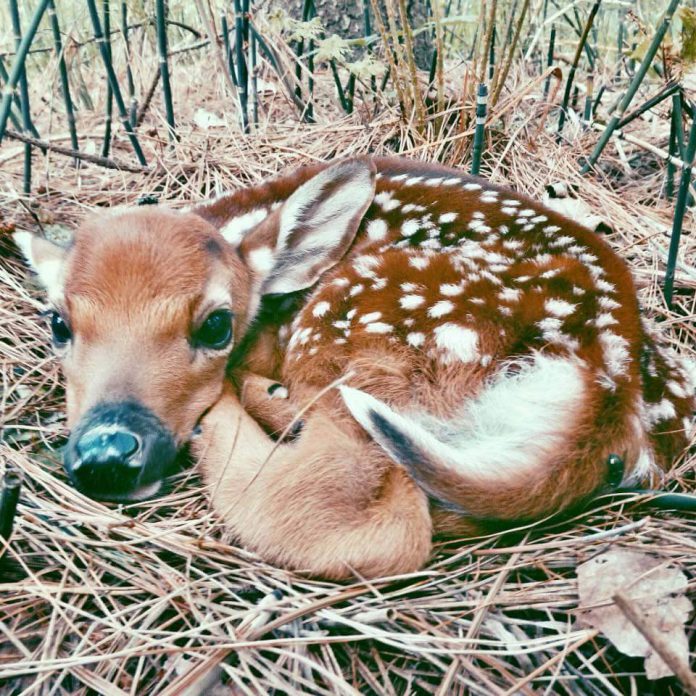 The Lindsay family came across this fawn while they were trying to save a gosling with a broken leg (photo by Chris Lindsay)