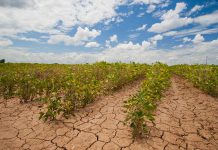 While climate change may have some benefits to Ontario like an extended growing season, those benefits are well outweighed by risks like stronger storms, flooding rains, and drought — as is seen here in Texas. Ontario's Environment Commissioner warns that province needs to step up its game to meet its 2020 carbon reduction targets. (Photo: Bob Nichols/USDA)